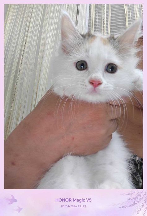 Котенок домашний, 4 месяца