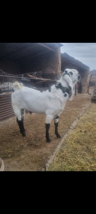 Коза, ешкі егіз лағымен