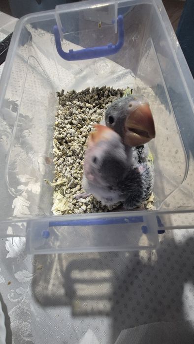 Vand puii de Marele Alexander