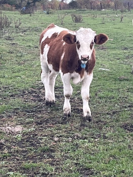 Tauras Baltat Romanesc…..