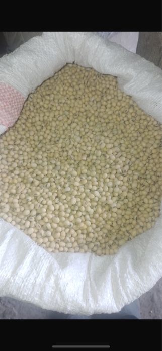 Сояның тұқымы сатылады