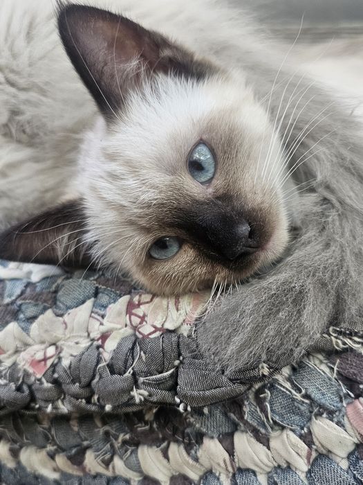 продаются сиамские котята