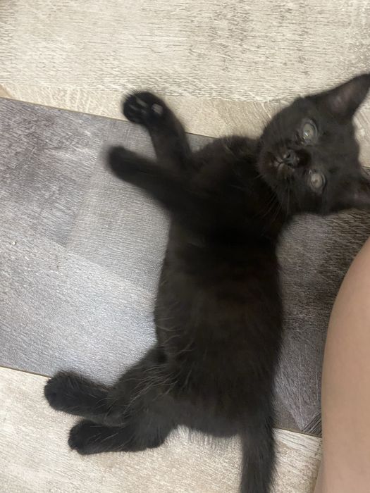 Отдам котенка в добрые руки