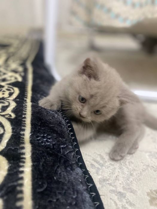 Skotish strayt Parodali mushuk