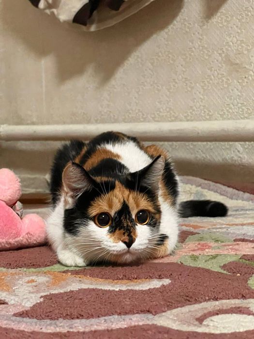 Кошка и котята отдам