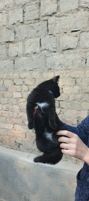 Черный котенок сиамский