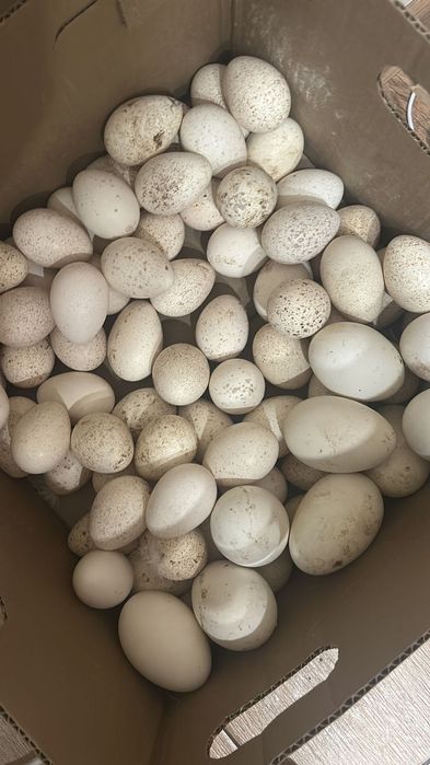 Яйца Гуся и яйца индюка