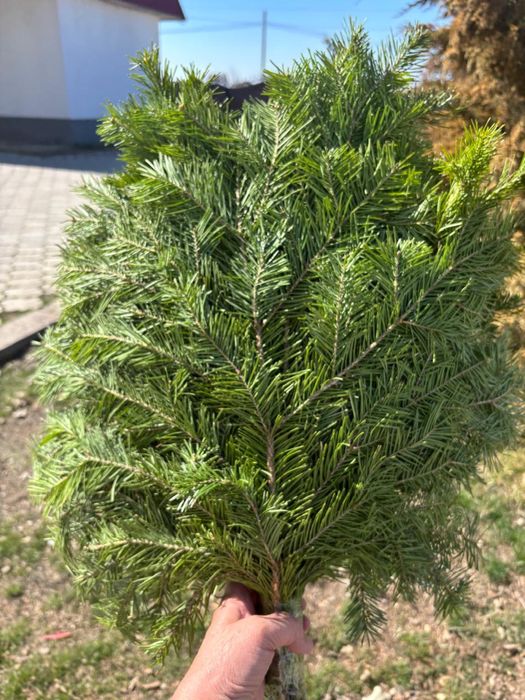 Продам веники пихтовые