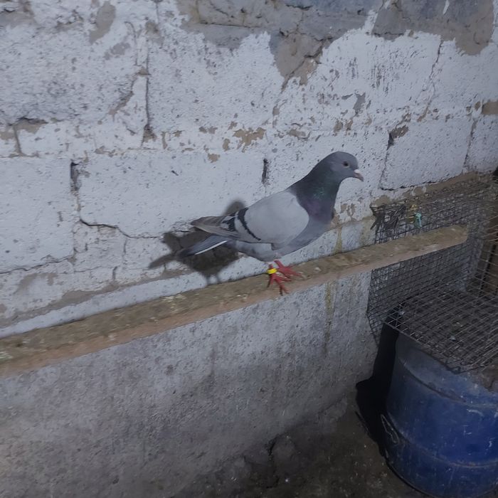 Уди самец лет с игрой