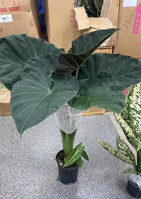 Комнатные растения