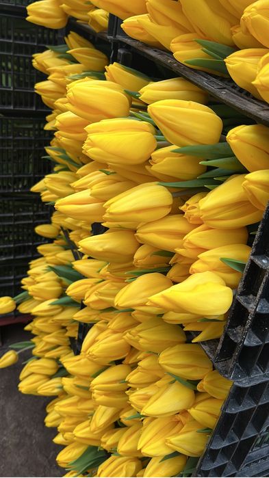 Беларусь тюльпаны премиум качество