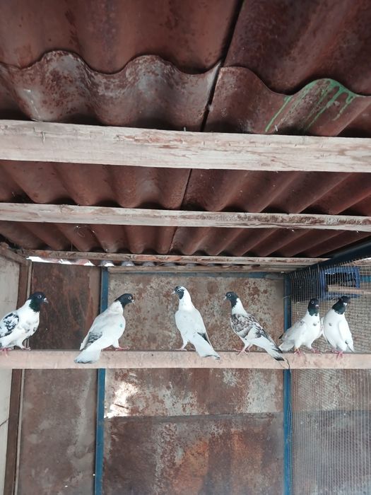 Продам  голубей  головастики