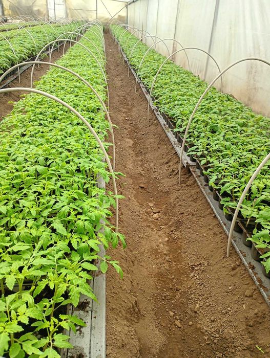 VAND RASADURI DE :Rosii,Ardei,Vinete,Castraveti din soiuri si hibrizi