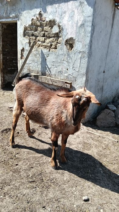 Capre cu iezi alpine metis