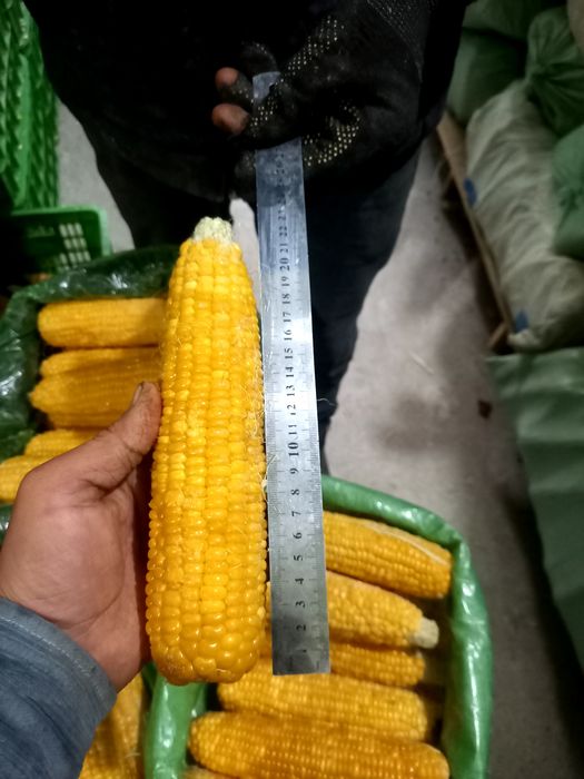 Замороженная  Сладкая кукуруза сорт мегатон