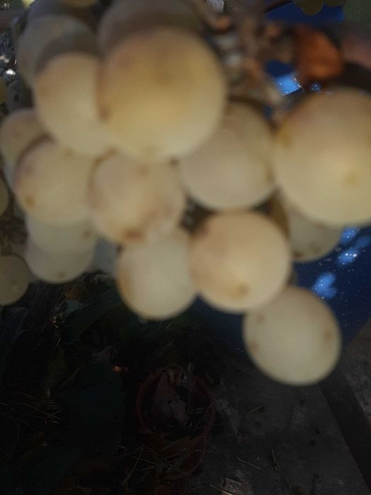 Vand struguri de casa pentru vin