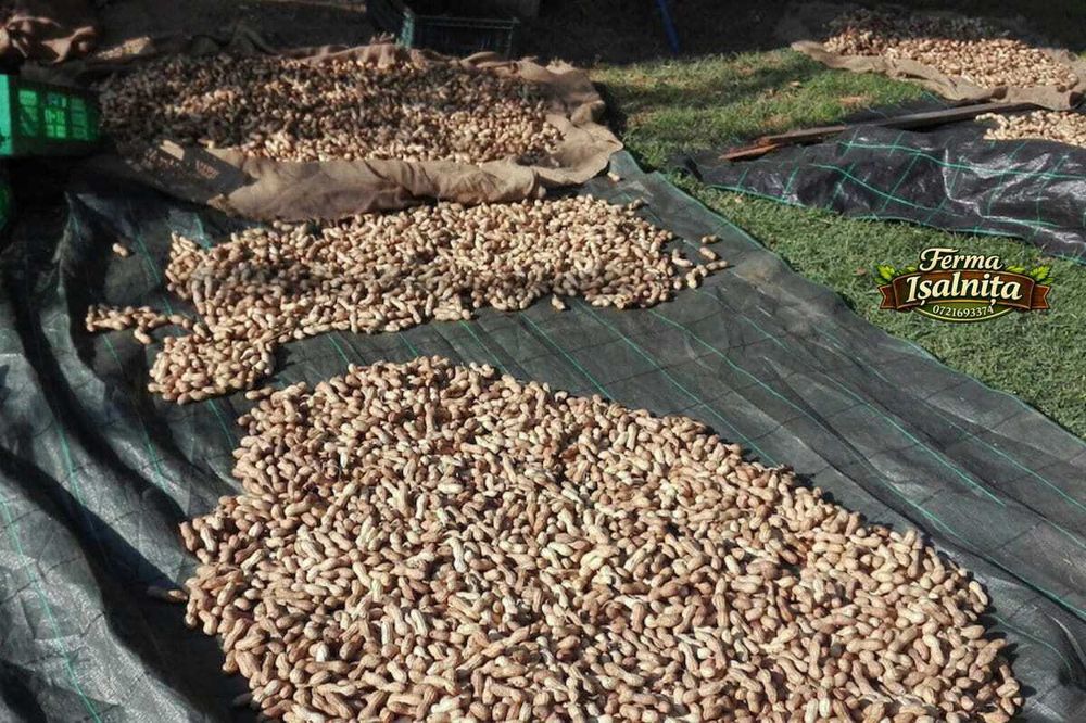 Semințe de alune de pământ arahide