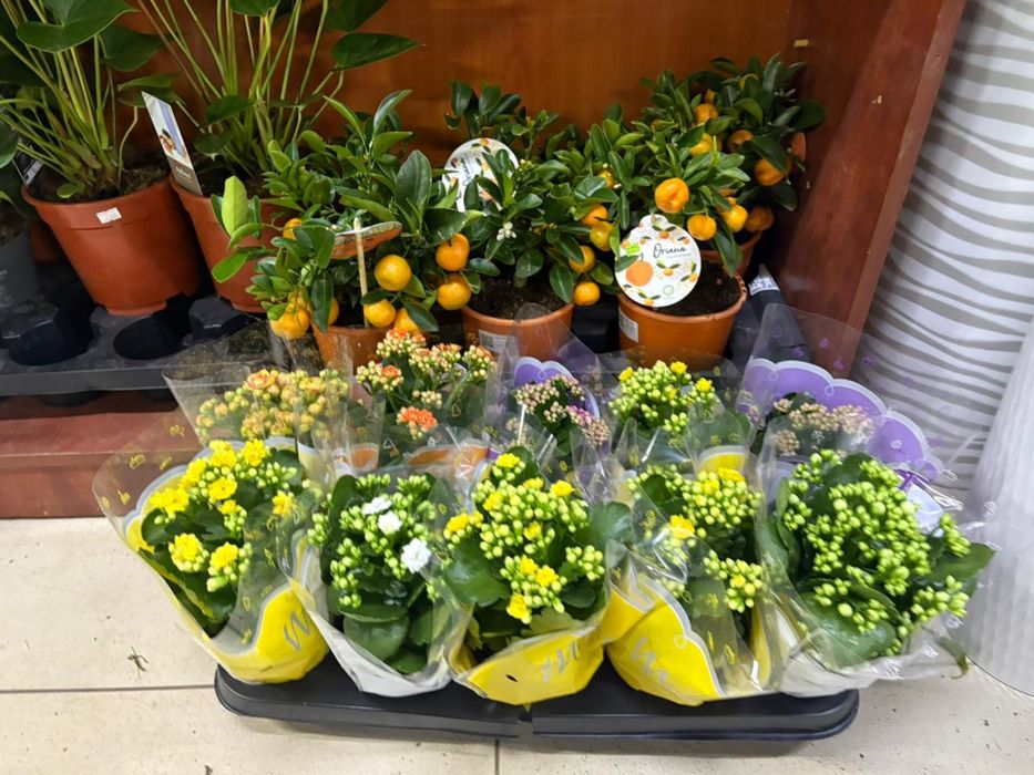 Растения недорогие