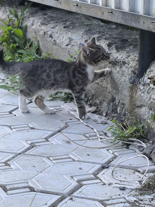 Котят в добрые руки