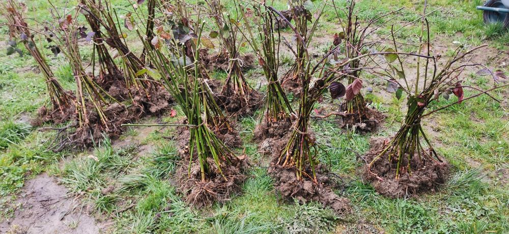 Butas mur Thornfree de 1-3 ani