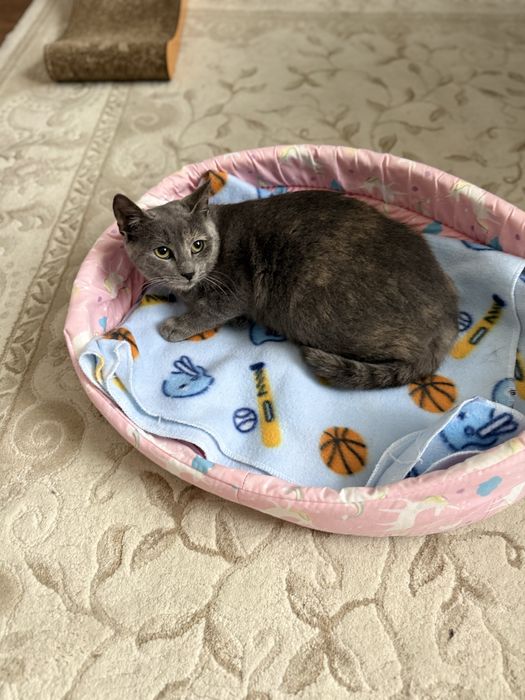 Нежно коте, кастрирано, безплатно