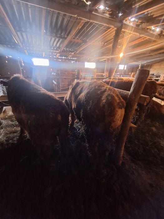 Бордақыда тұрған бұқалар сатылады