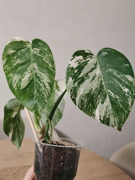 Монстера Альба 5000тг