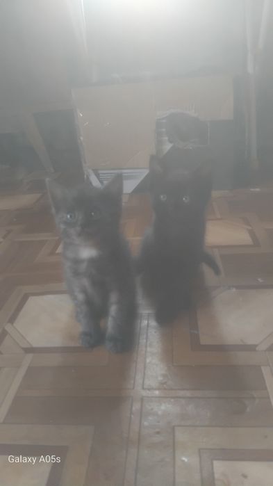 Отдам котят в добрые руки