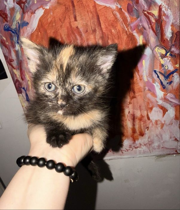 три котеночка в добрые руки