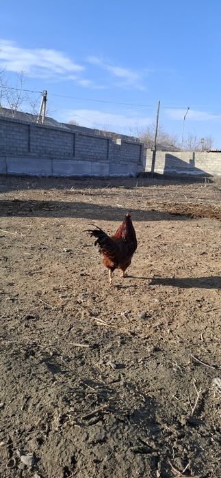 Kariyski xanyap xurozi sotiladi