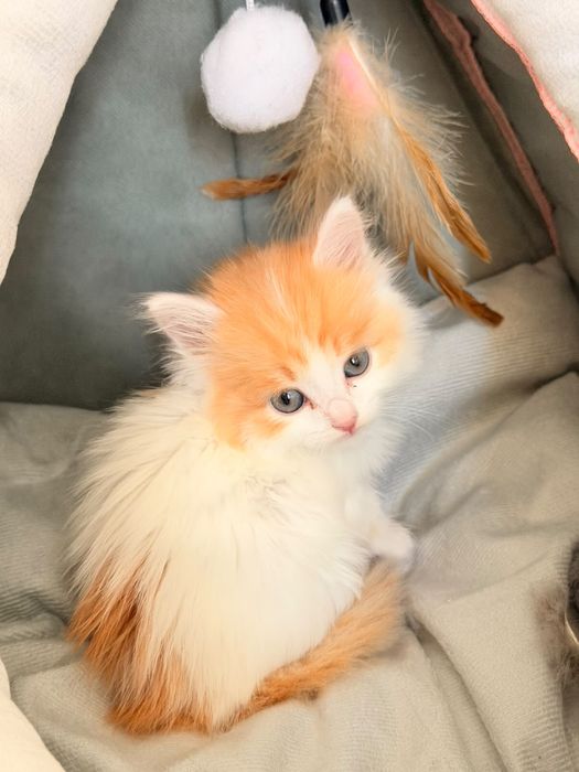 Котенок 1,5 месяца