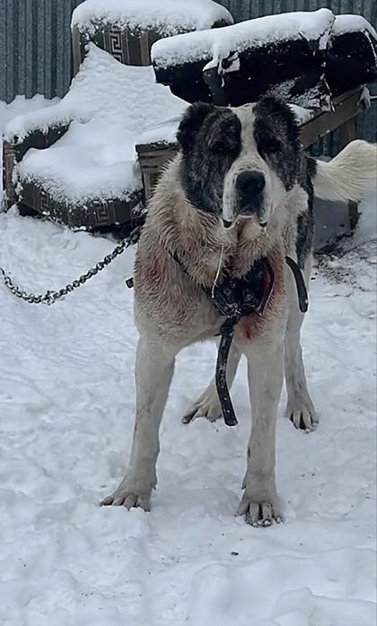 Продается молодой