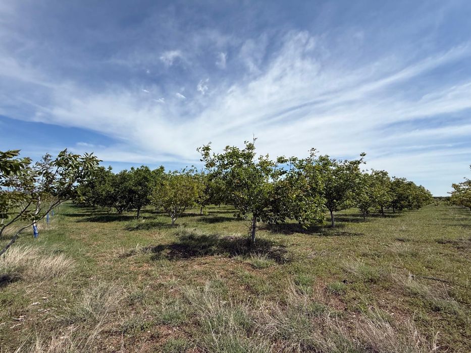 Продава се Земеделски имот в Перущица -  кв.м за 2307 €/дка - Снимка #12