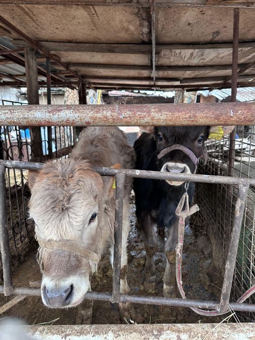 Продам телят 6 месяцев