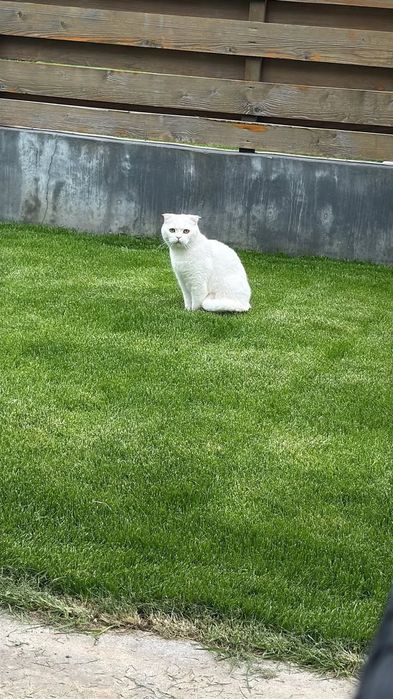 Adoptie Scottish Fold-Motan 3 ani