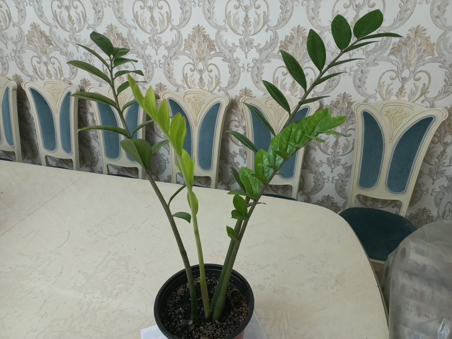 Комнатное растение