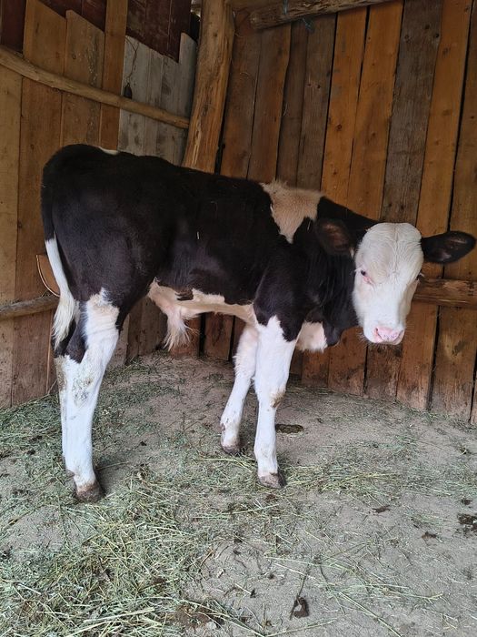 Vând tăuraș de 3 luni