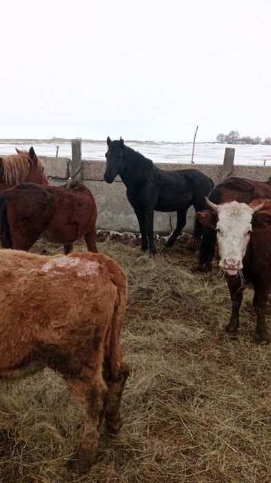 Продаётся жеребец