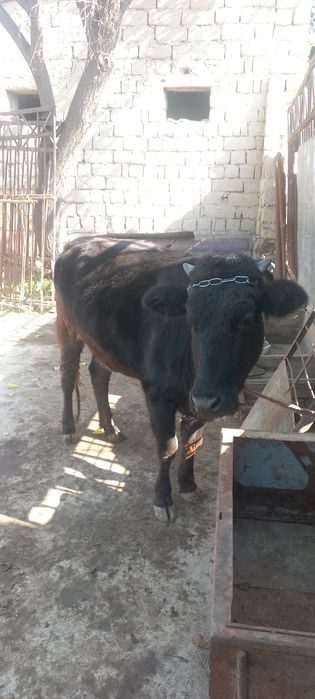 Yaxshi gunajin ishtaxasi daxshat