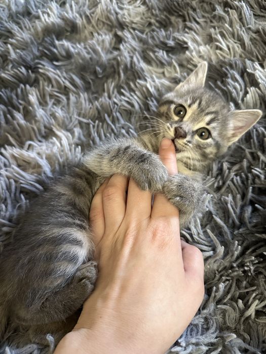 Котёнок в добрые руки. Мушукча хадияга берилади