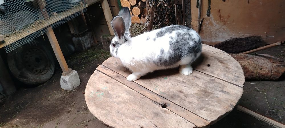 Uriasi germani si fluture german masculi si femele detali in mesaj sa