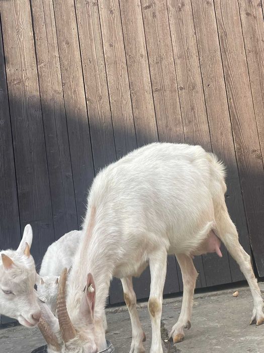 Când capra saanen originala