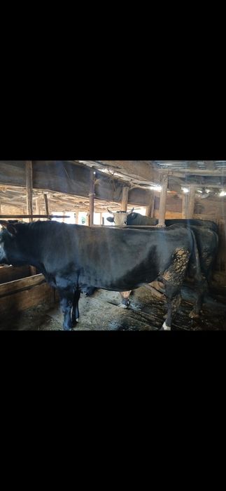 Продам коров, быков, баранов