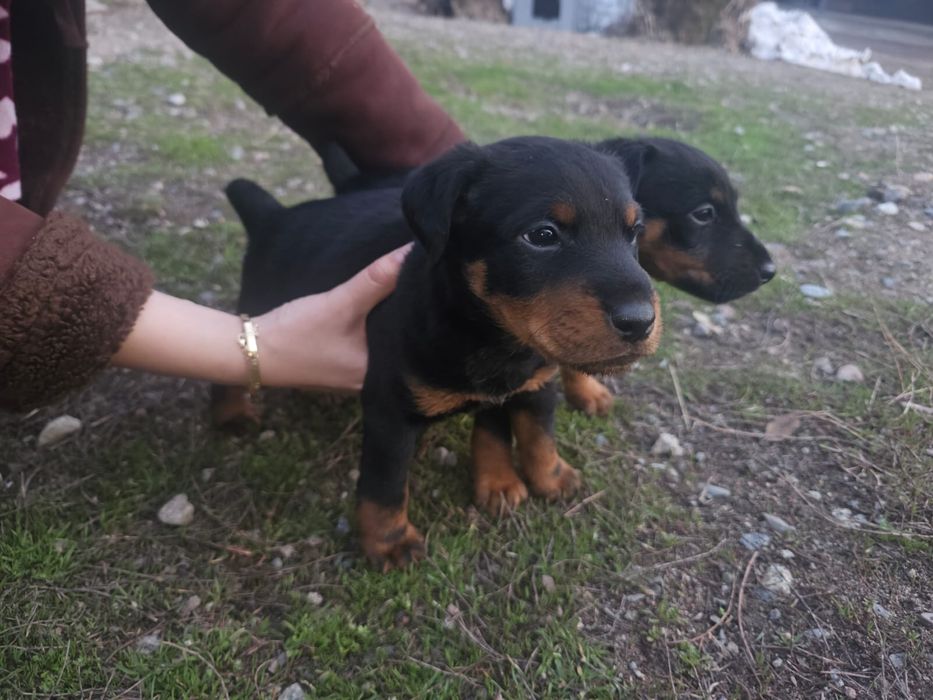 Продаются щенки Ягдтерьер