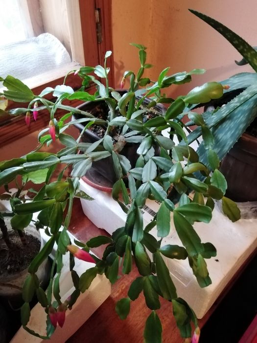 Семена, гиЛечебна КАЛИЗИЯ, Коледниче, КАЛАНХОЕ, Люти чушки дръвче в съ