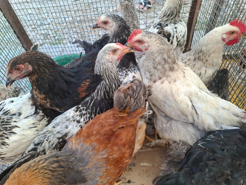 Домашние куры с доставкой