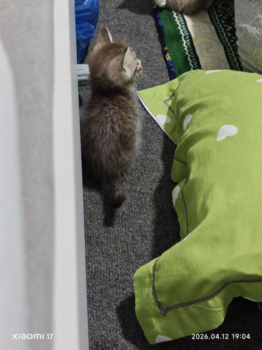 Продается котенок