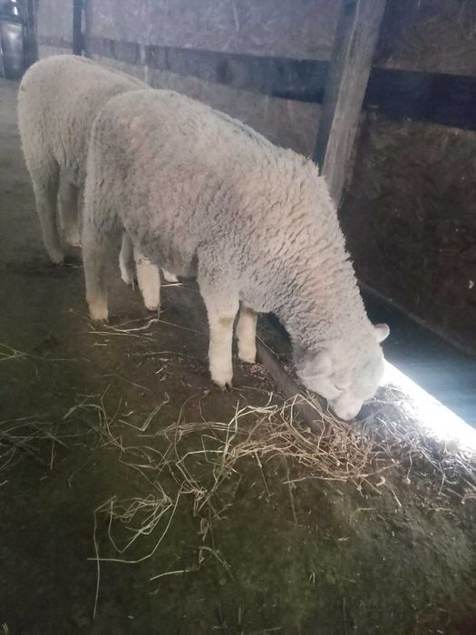 Vând berbecuți din rasa Ile de france părinți cu pedigri