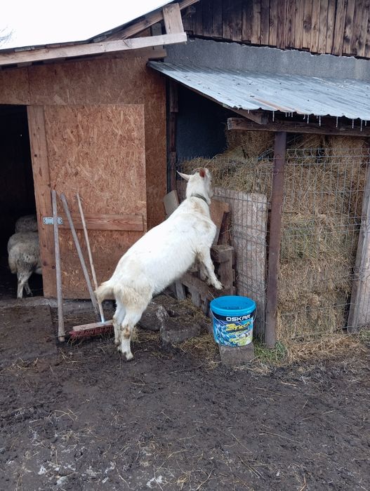 Țap saanen de vânzare