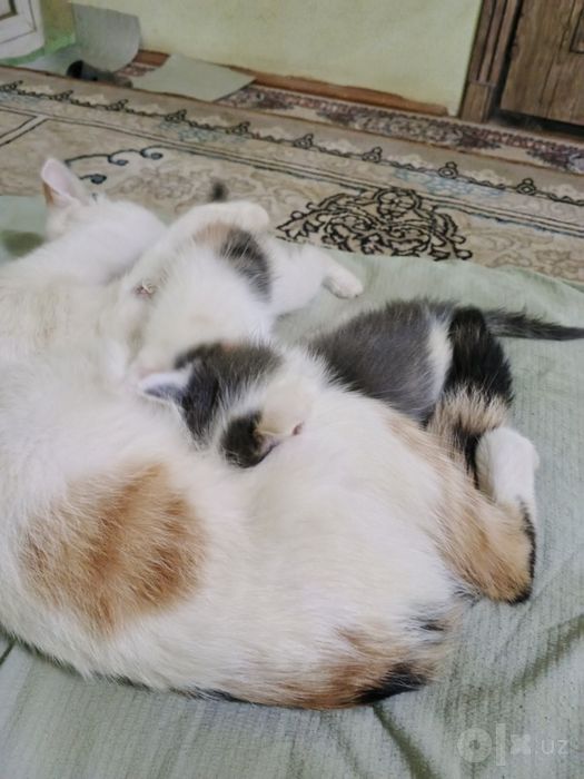 Mushuk sevar yaxshi insonlarga beraman